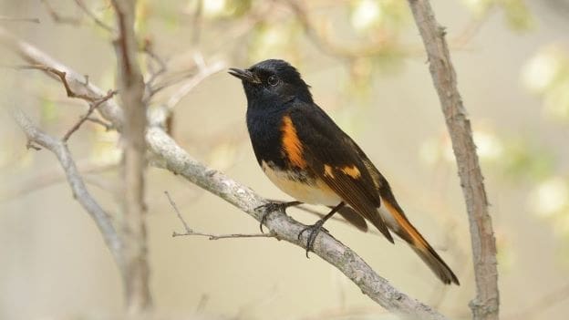 American Redstart, Photo Steve Morytko