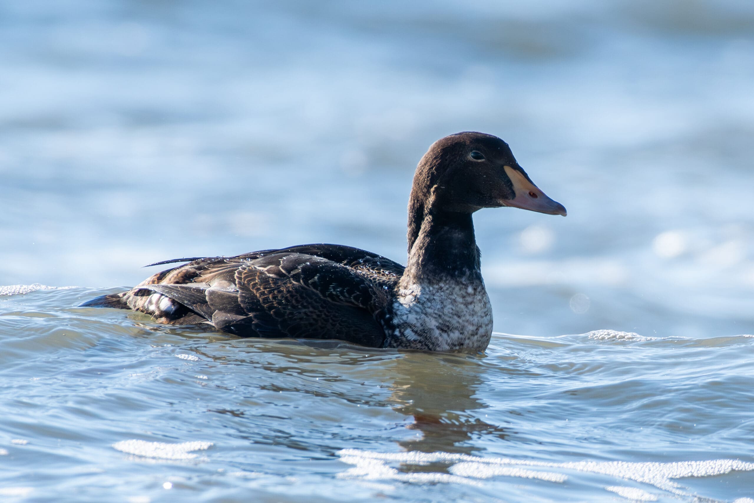 King Eider by Cody Limber