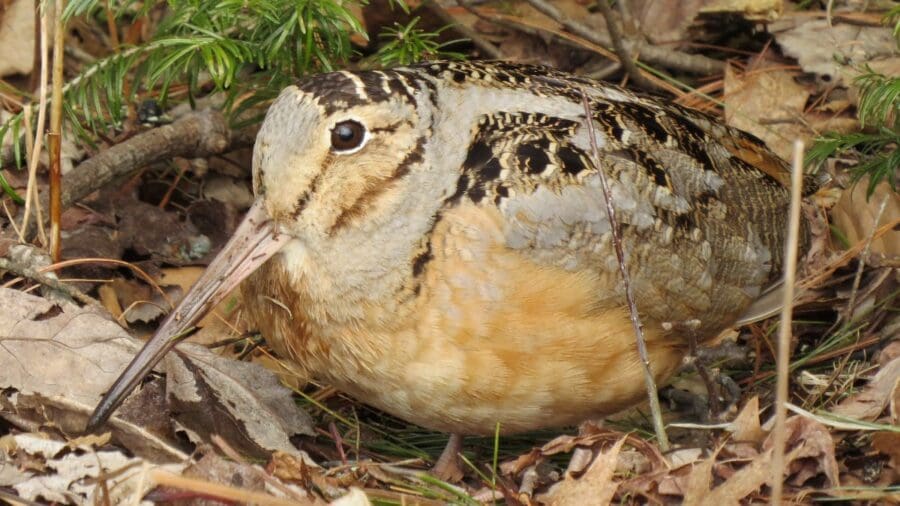 American Woodcock