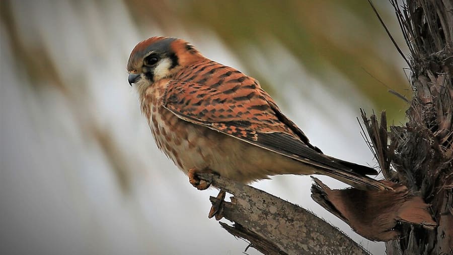 American Kestrel, Wikipedia