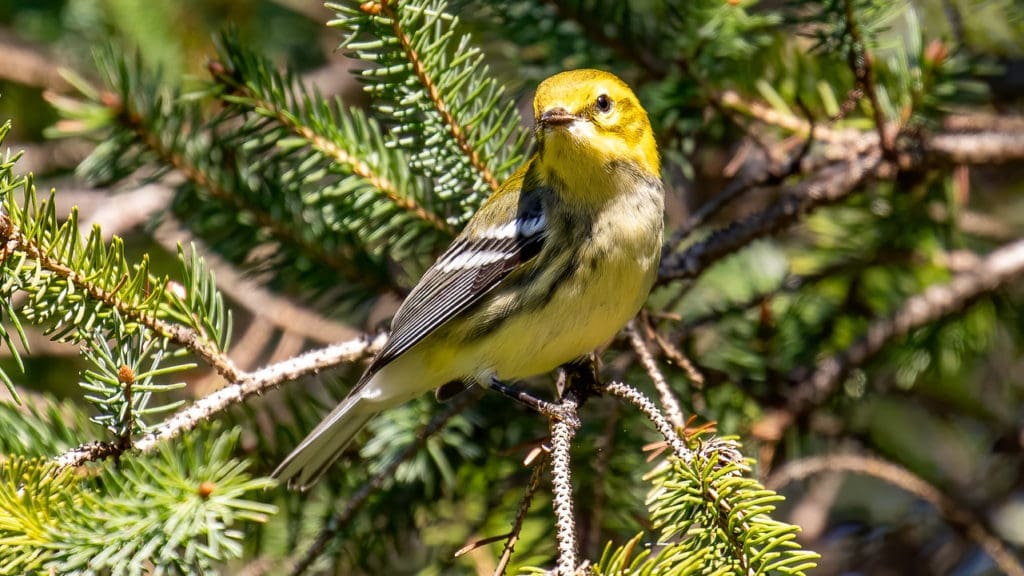Black-throated Green Warbler, in fall plumage. Photo by Chris Wood