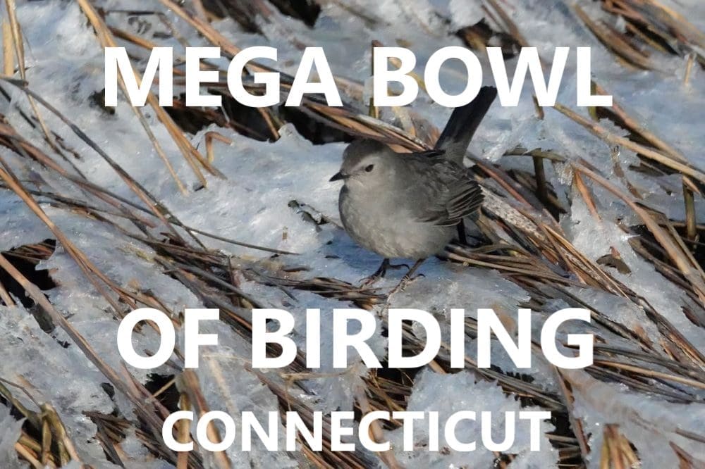 Mega Bowl of Birding 2022