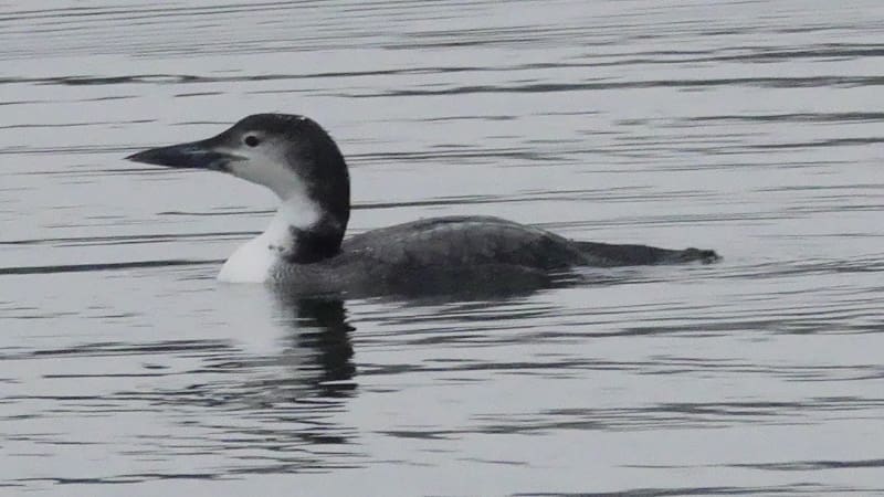 Common Loon