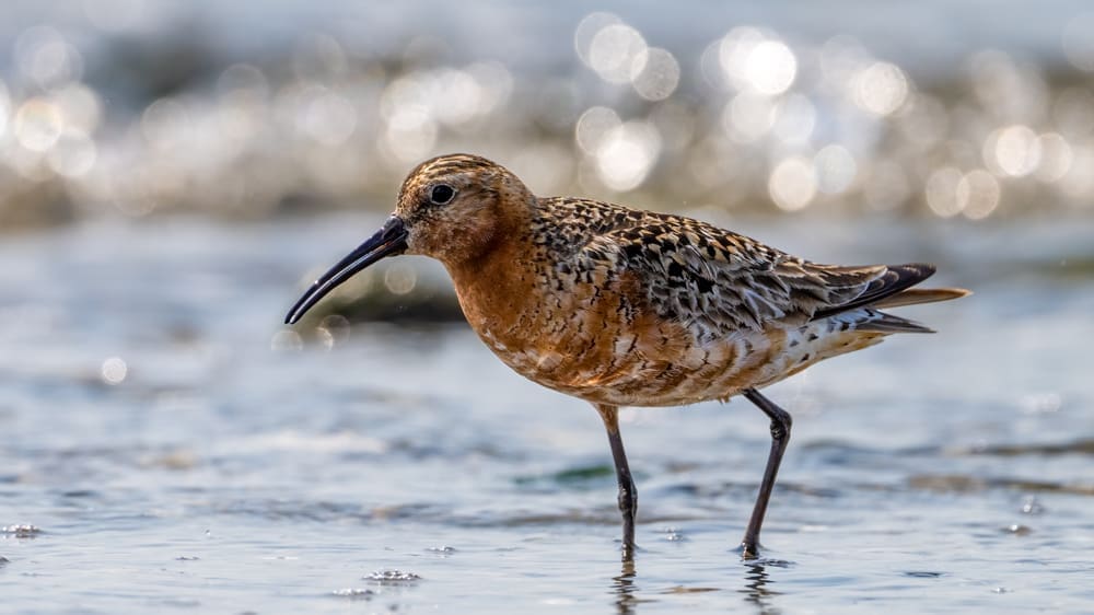 Curlew Sandpiper, Milford Point, CT 07.21.2022 Photo by Steve Hubbard