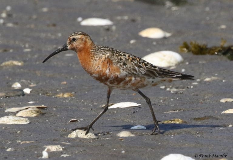 Curlew Sandpiper
