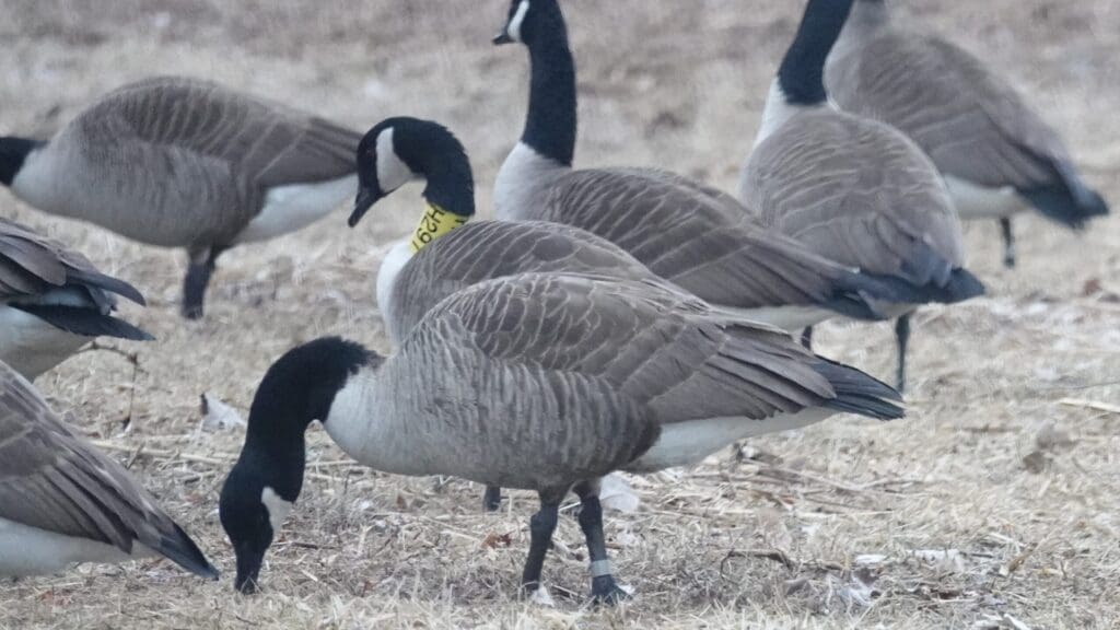 Canada Goose with neck band