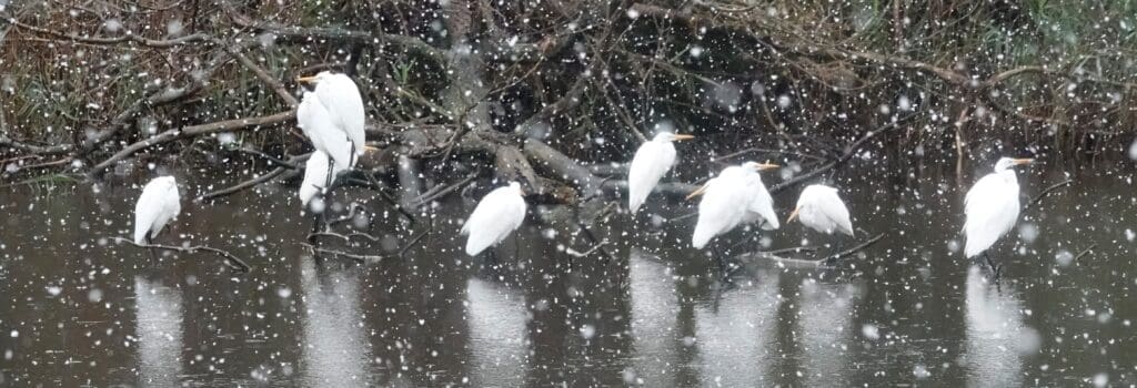 Great Egrets, Stratford, CT 2020