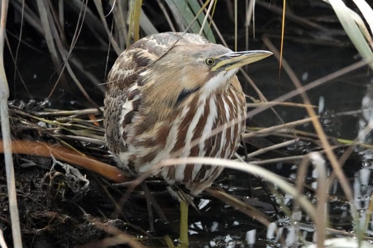 American Bittern. 2021 C Ehlinger