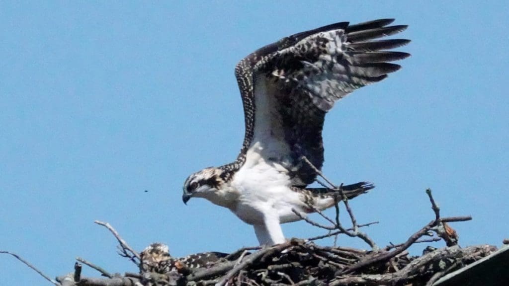 Osprey