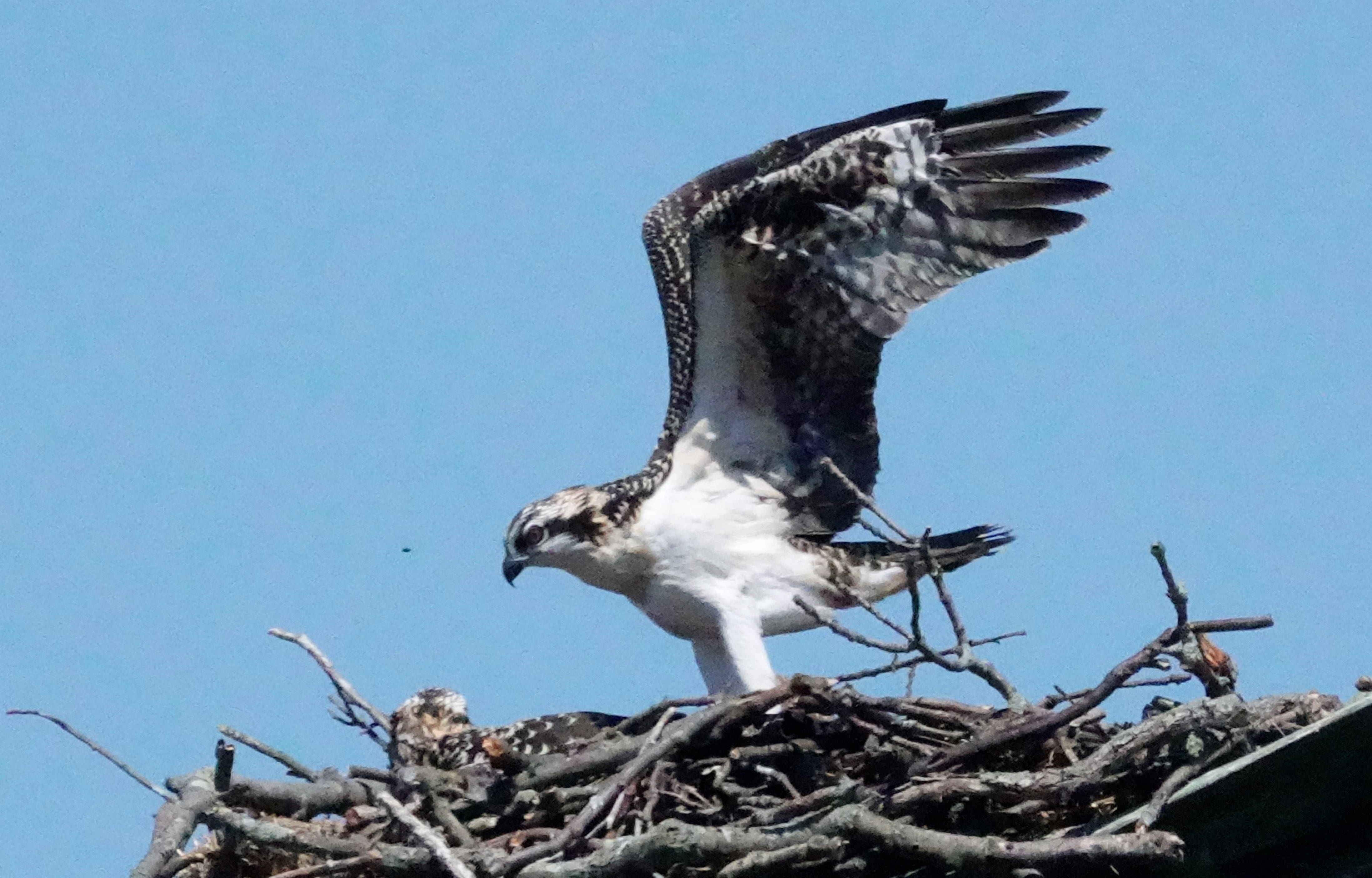 Osprey