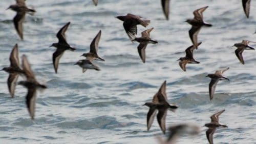 Shorebirds