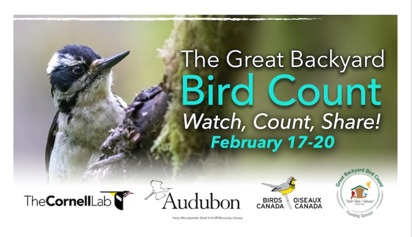 Bent of the River Audubon: Great Backyard Bird Count Hike - Connecticut ...