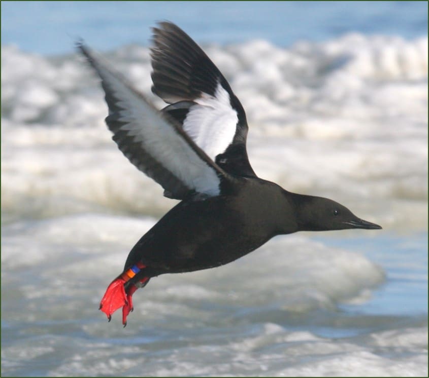 Mandts Black Guillemot. Photo by Joe McNally