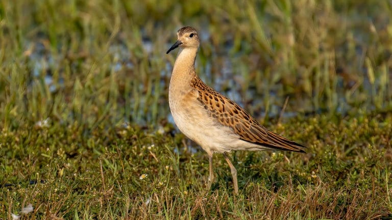 Ruff Hammonassett 09.16.22 Chris S Wood