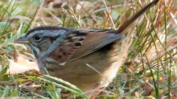 Swamp Sparrow.. October 5, 2020. Greenwich Point Park, Old Greenwich, CT.