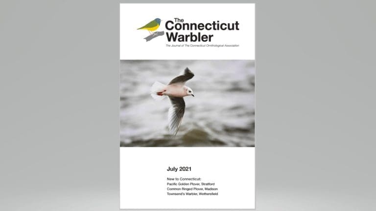 The Connecticut Warbler
