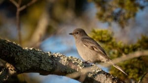 Townsend's Solitaire, Hammonasset Beach State Park, 11.26.22 BScavotto