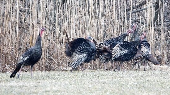 Wild Turkeys, 03.15.2019, C. Ehlinger