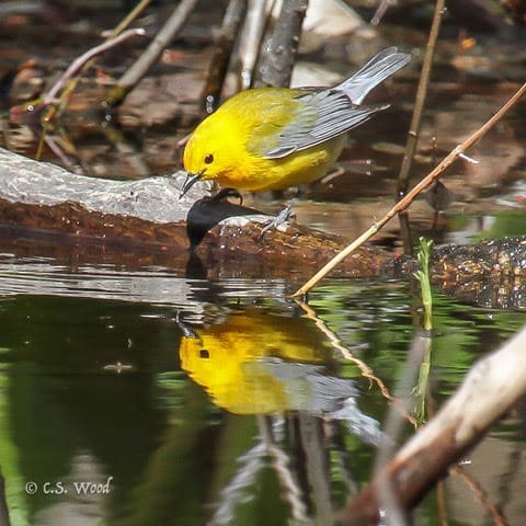 Prothonotary Warbler, Fairfield CT Apr 2015. © C.S. Wood