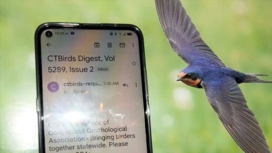 Cell phone showing Listserv with swallow image