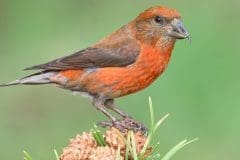 Red Crossbill. Photo by Alan Murphy