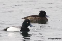 Tufted Duck (with Greater Scaup)