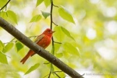 Summer-Tanager