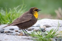 Yellow-headed-Blackbird